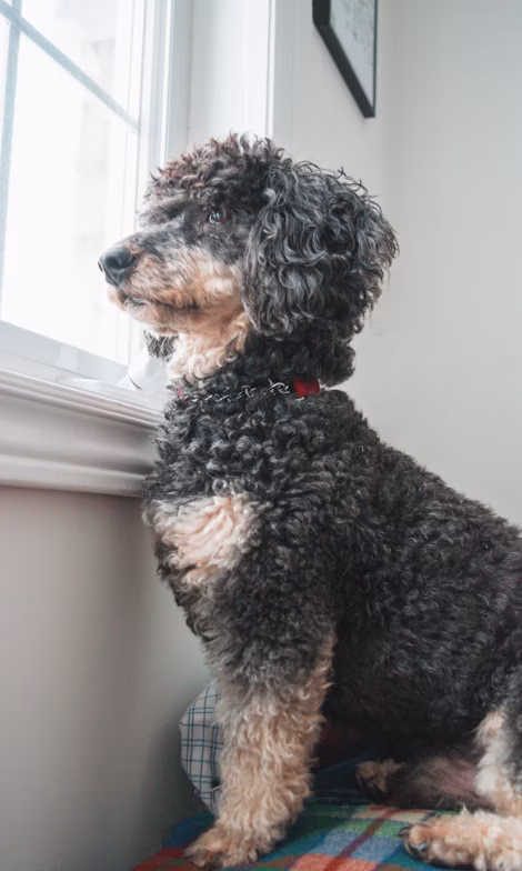 black and brown long coated dog