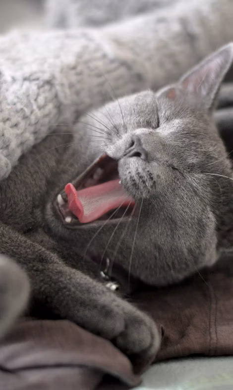 russian blue cat lying on brown leather textile