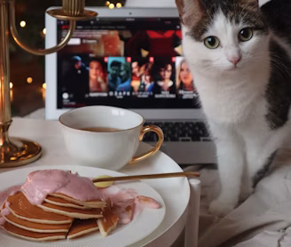 white and black cat sitting on table with food on plate