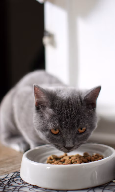 russian blue cat on brown wooden table