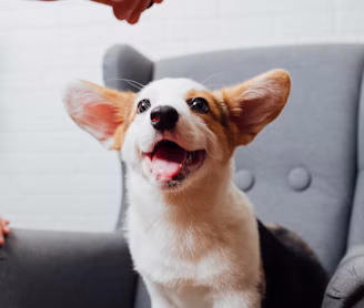 white and brown corgi puppy